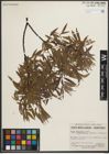 Foto von Salix petiolaris Sm.